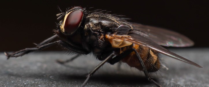 quels-especes-de-mouches-pouvez-vous-croiser-chez-vous_.jpg