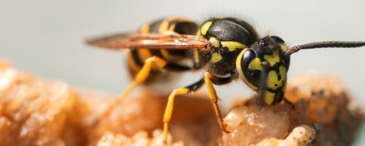 banniere-conseil-guepes-quels-sont-les-dangers.jpg