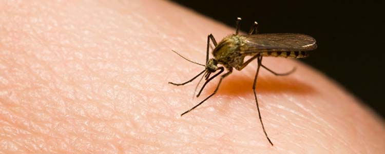 banniere-conseils-moustiques.jpg