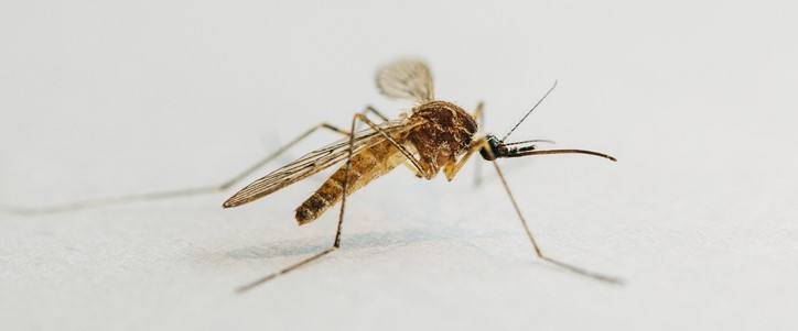 banniere-conseil-moustiques-quels-sont-les-dangers-pour_-la-sant_.jpg