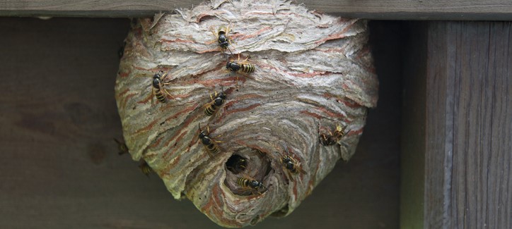 banniere-conseil-nids-de-guepes-ou-le-trouver.jpg