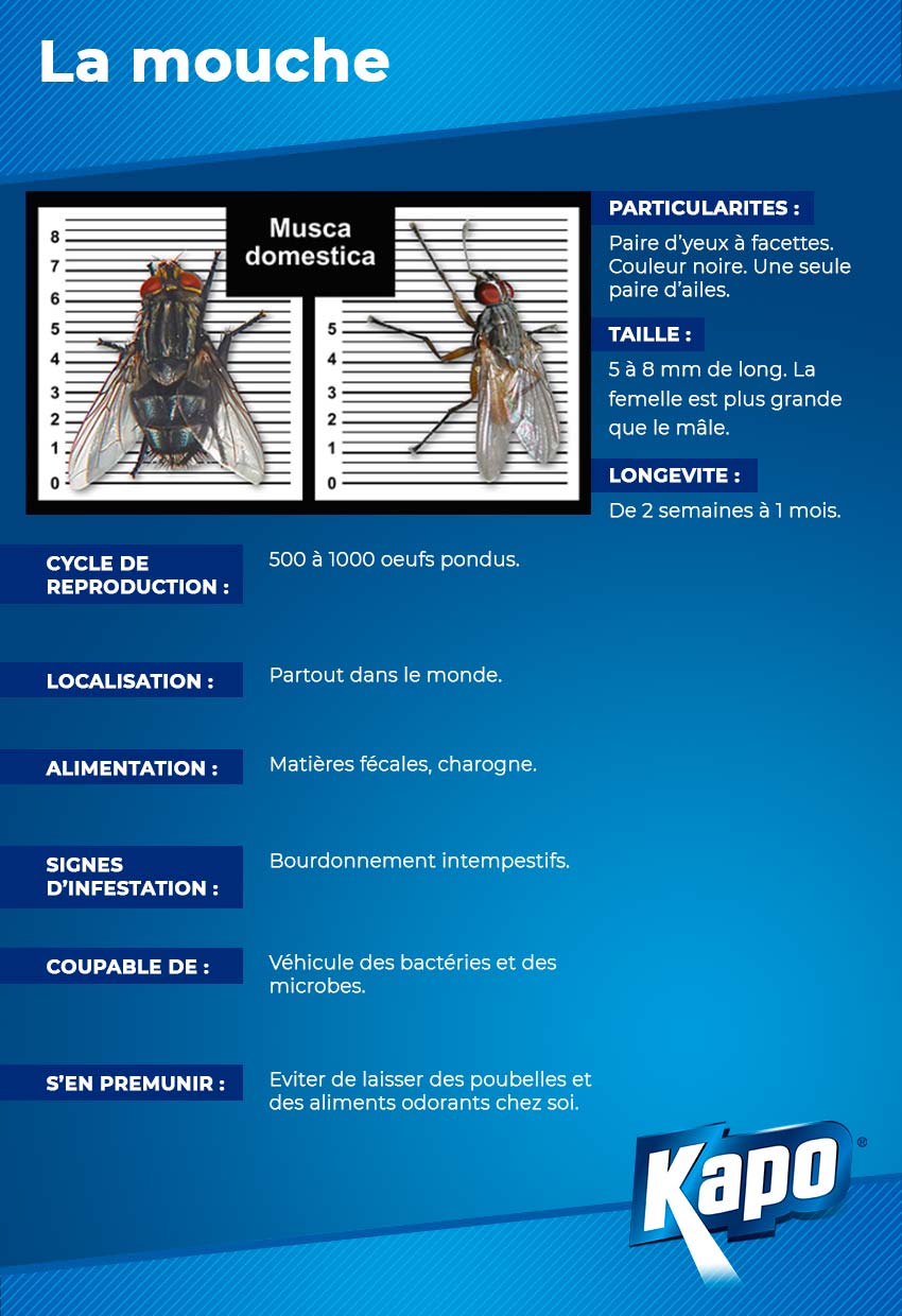 infographie-fiche-identite-mouche.jpg