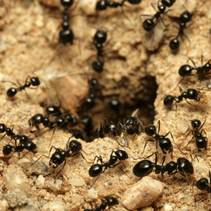 fourmi-noire.jpg