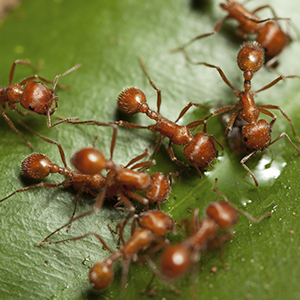 fourmi-rouge.jpg