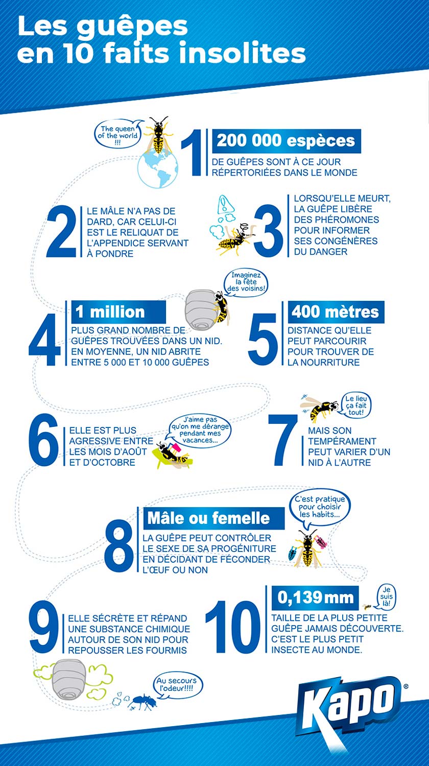 infographie-10-faits-insolites-guepes.jpg