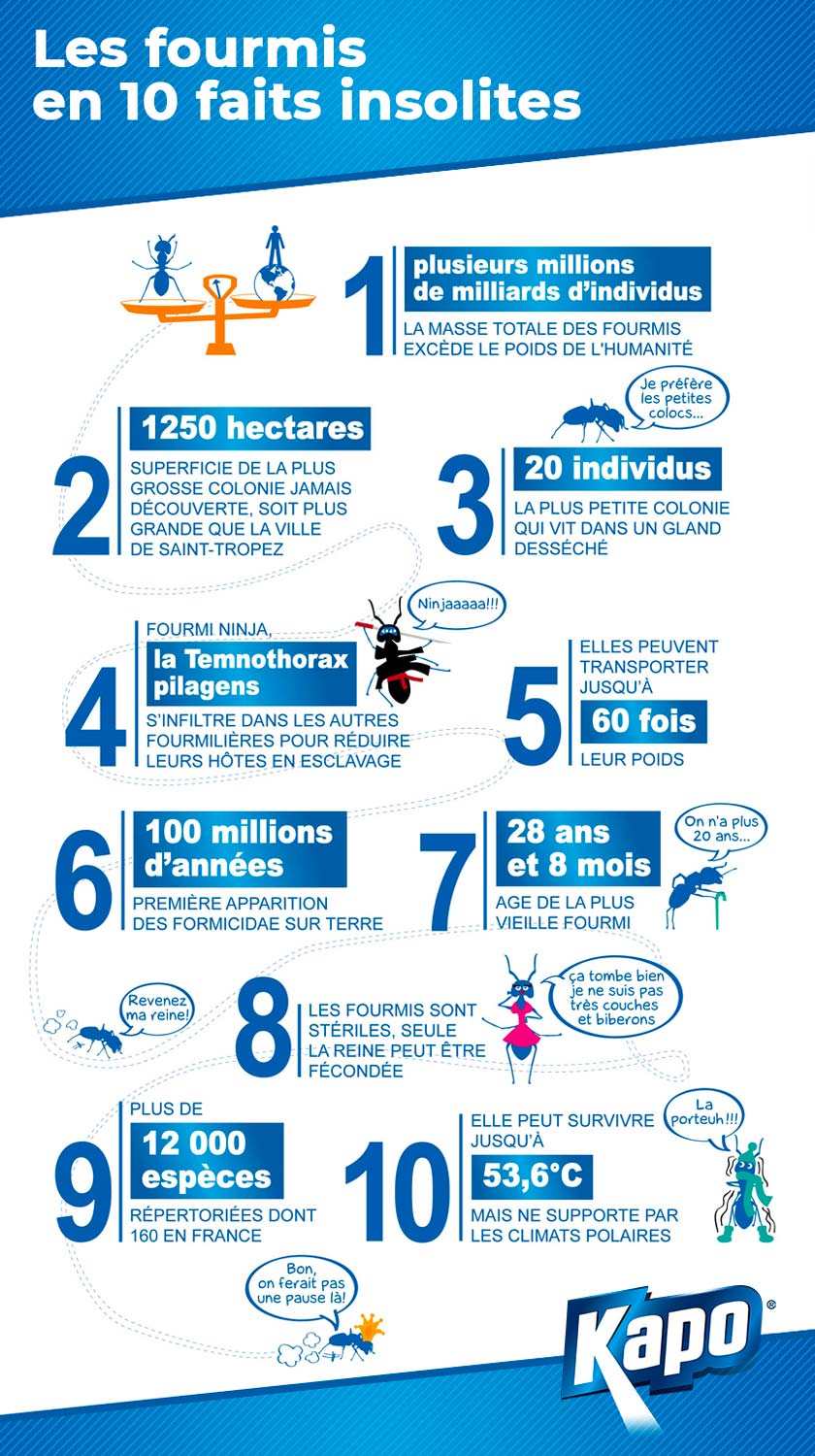 infographie-10-faits-insolites-fourmis.jpg