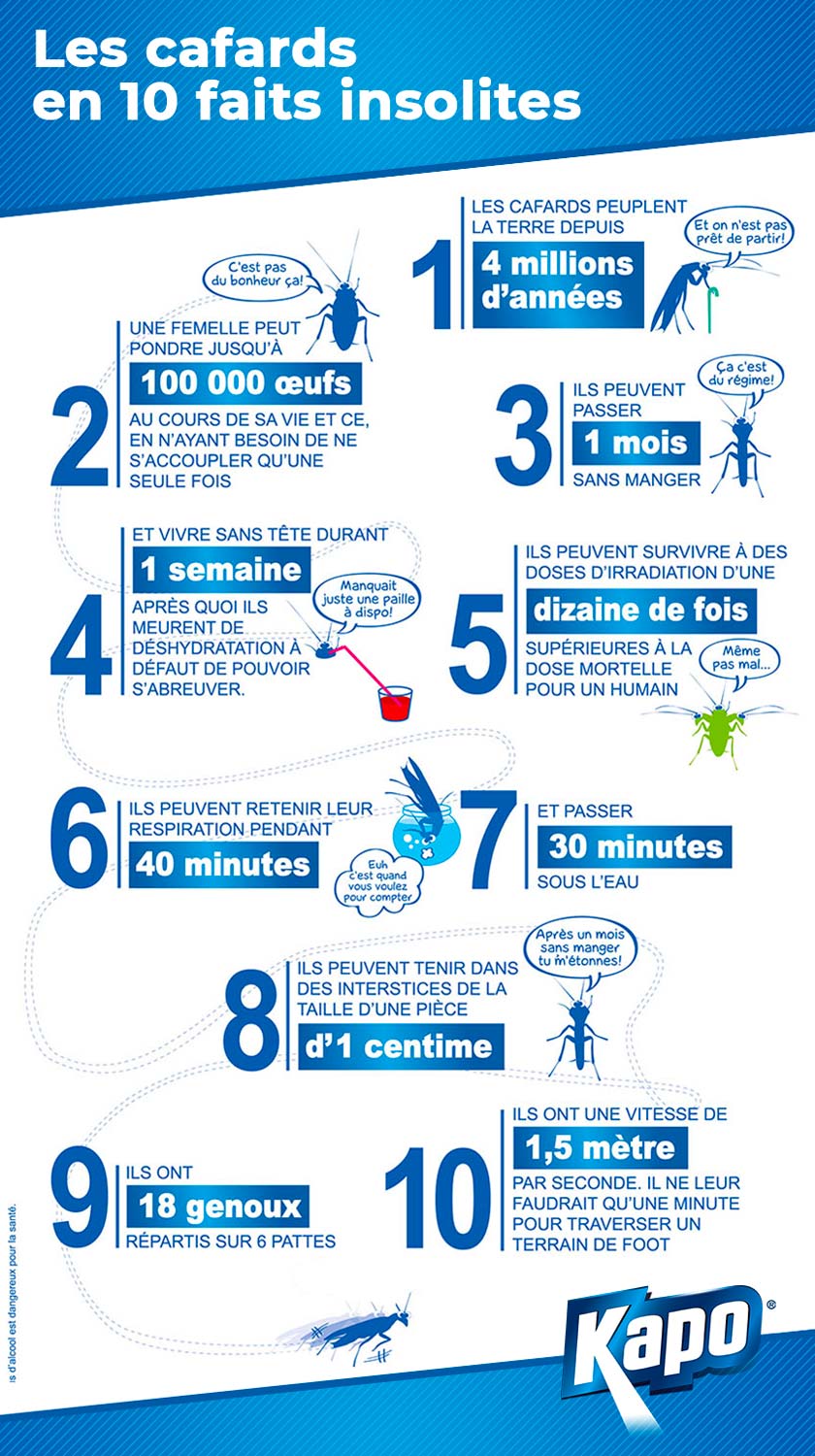 infographie-10-faits-insolites-cafards.jpg