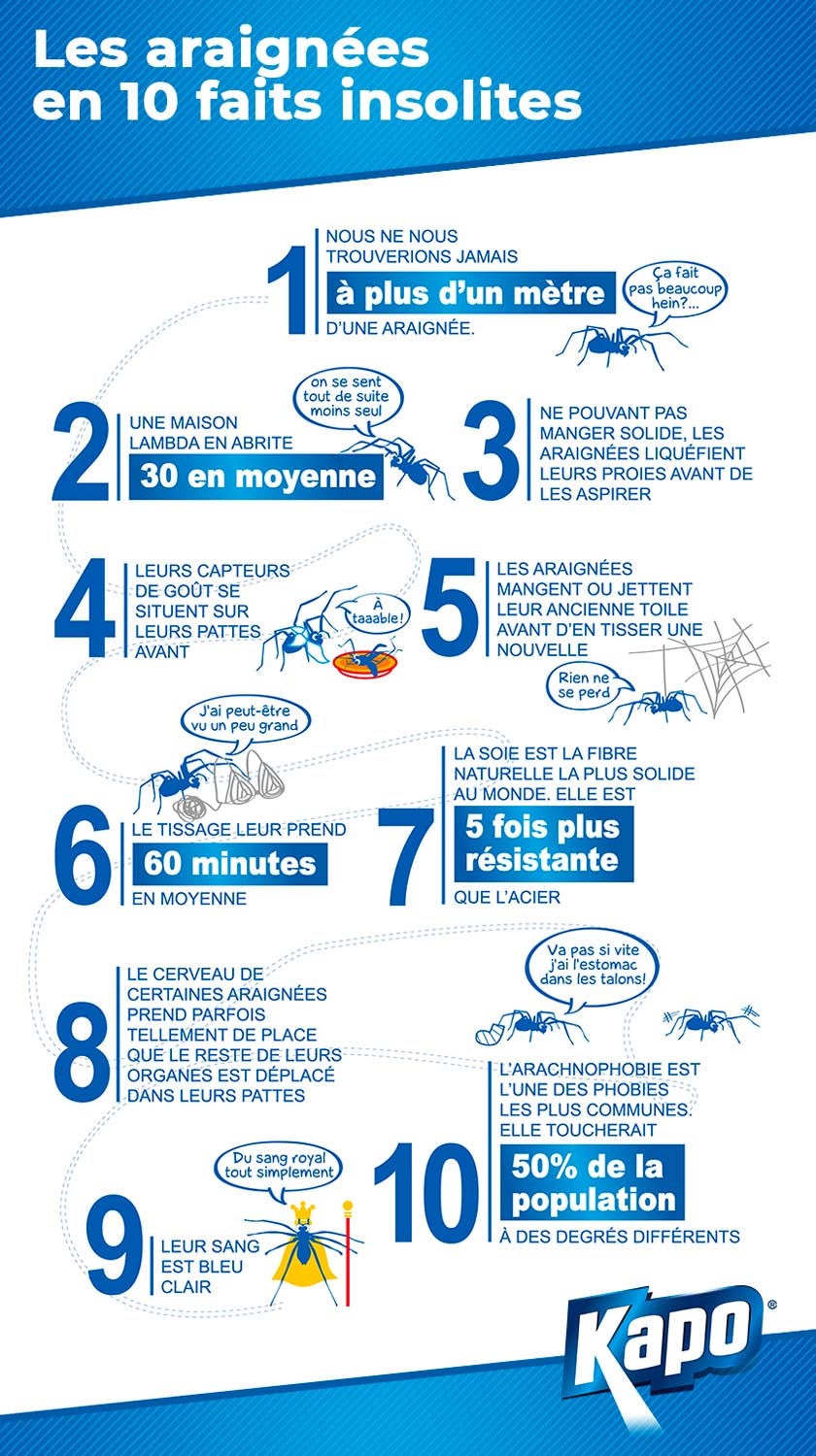 infographie-10-faits-insolites-araignees-insecticide-kapo__1_.jpg