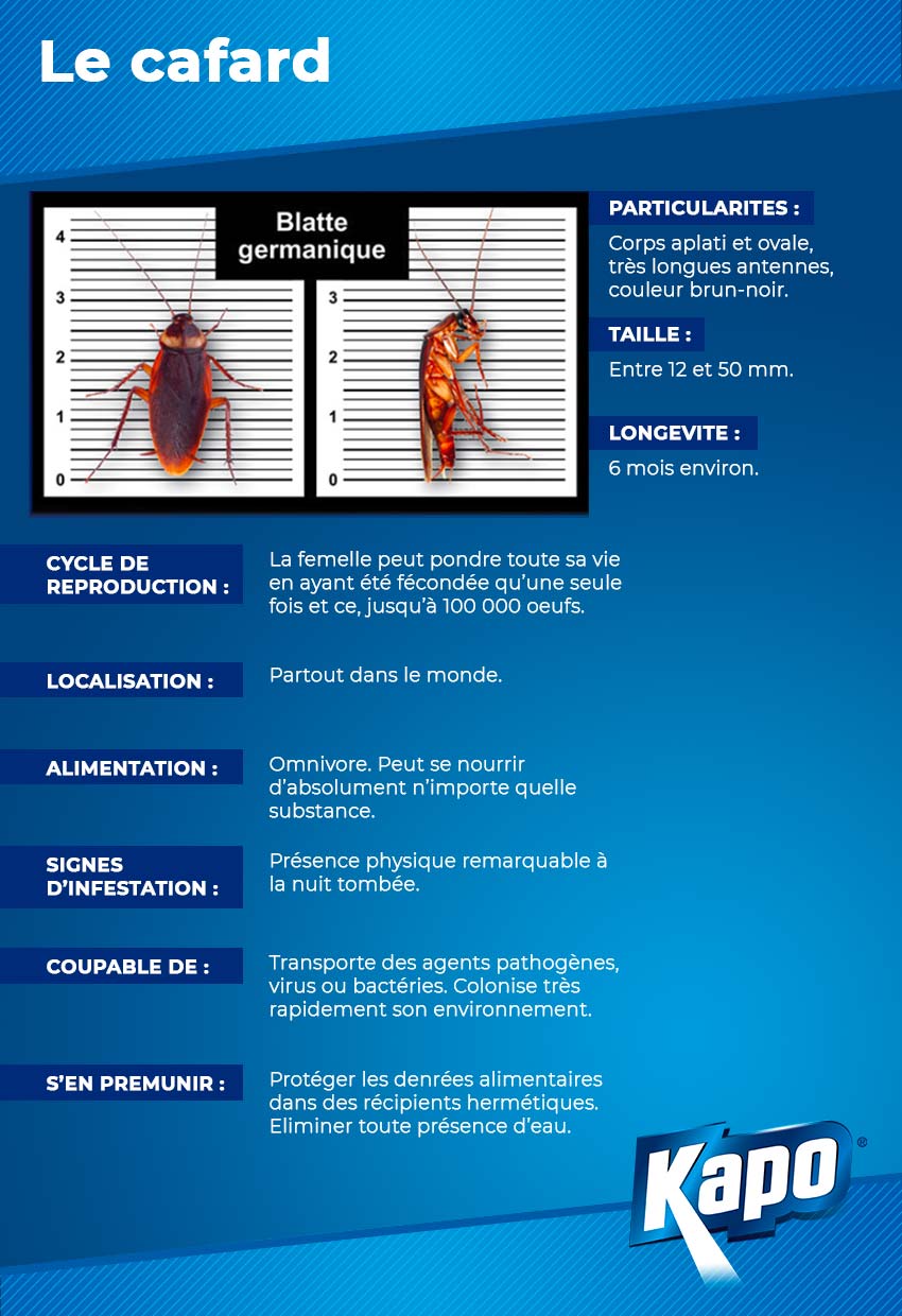 infographie-fiche-identite-cafard.jpg