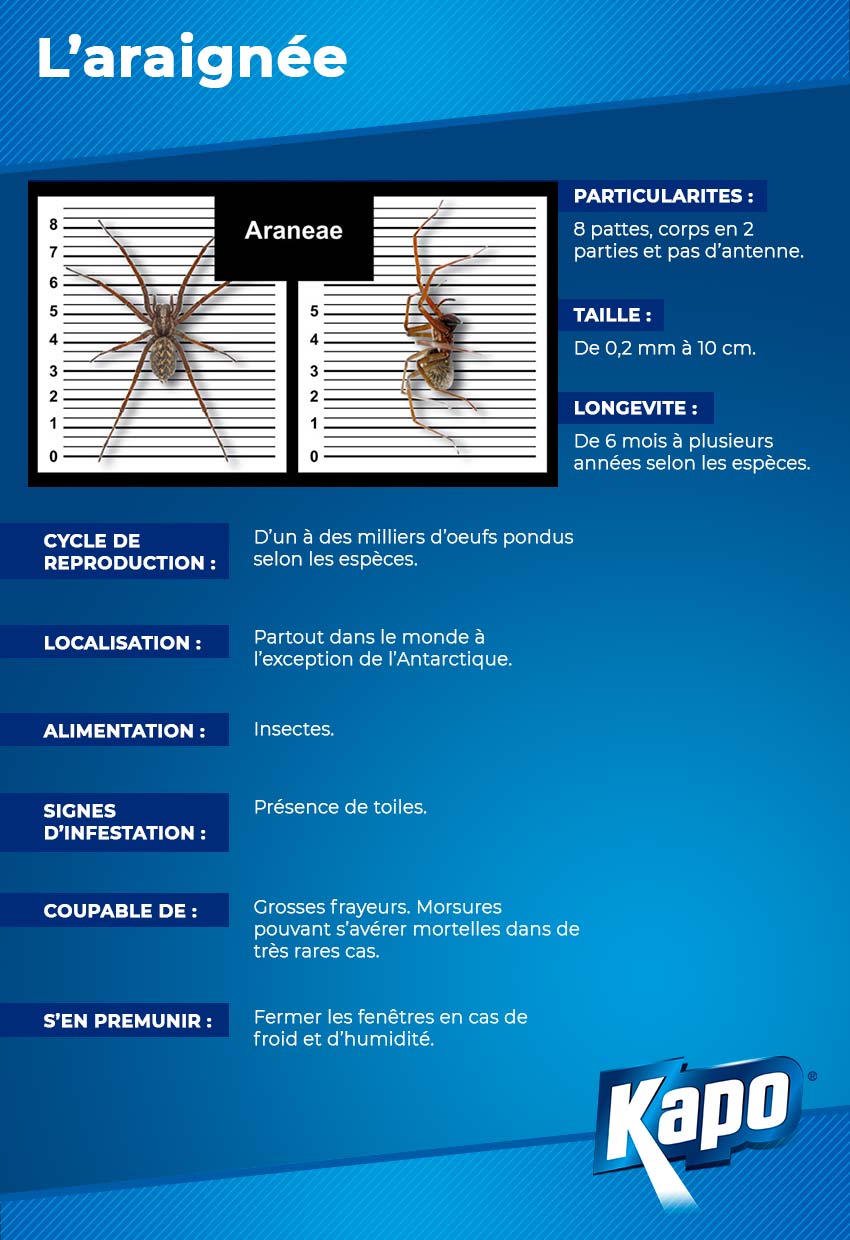 infographie-fiche-identite-araignee.jpg