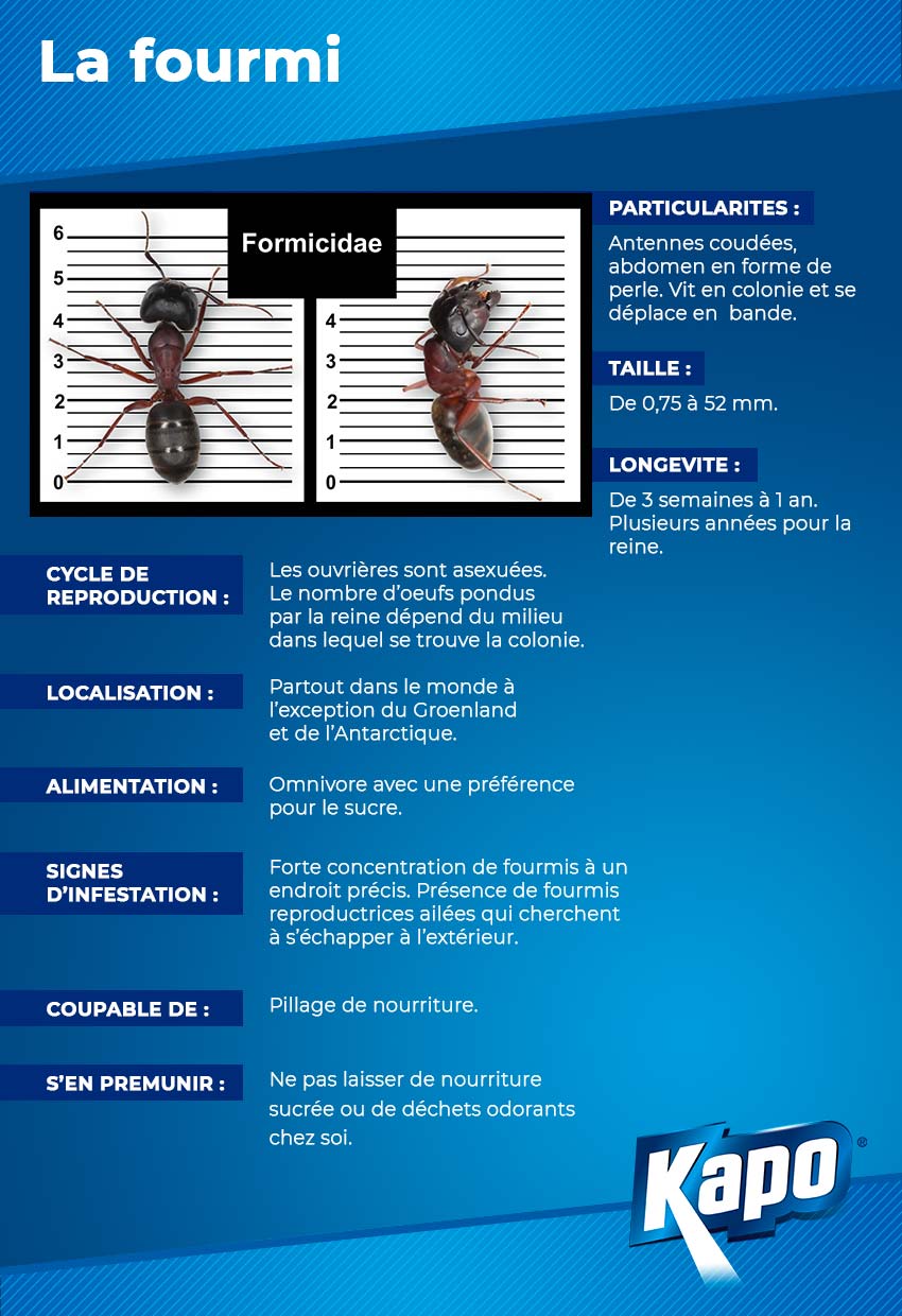 infographie-fiche-identite-fourmi.jpg